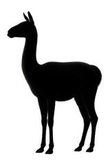 Obraz premium Silhouette of a standing guanaco with slender neck