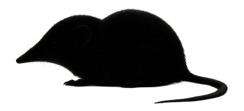 Silhouette of a resting shrew with pointed nose