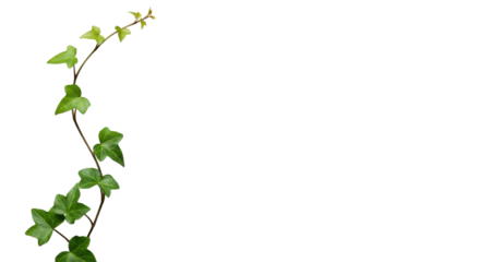 Pristine emerald Hedera helix vine with slender stems, S-curve on transparent studio background, soft lighting, concept of natural growth