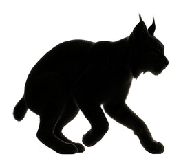 Obraz premium Silhouette of a crouching lynx with agile movement