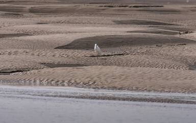 white seagull on the beach