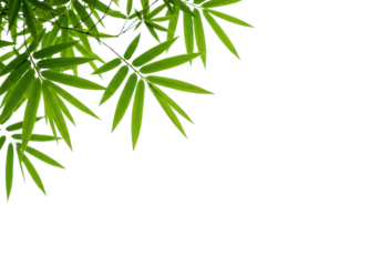 Fresh, vibrant green bamboo leaves with delicate veins, pristine, luminous, soft studio light on transparent background with copy space for text overlays, concept of sustainability