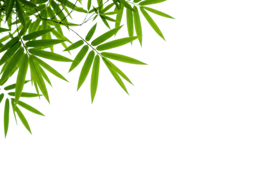 Fresh, vibrant green bamboo leaves with delicate veins, pristine, luminous, soft studio light on transparent background with copy space for text overlays, concept of sustainability