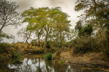 Fototapeta premium Riverine landscape with lush vegetation and Fever tree (yellow-barked)acacia (Acacia xanthophloea), Kruger national park, Limpopo, South Africa.