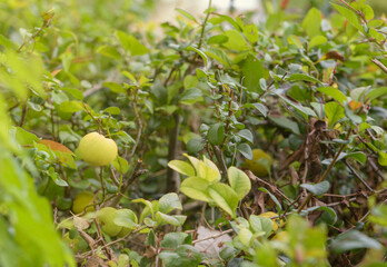 Green fruit growing among vibrant leaves in a lush garden during bright daylight