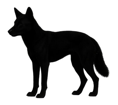 Dingo silhouette with pointed ears and bushy tail