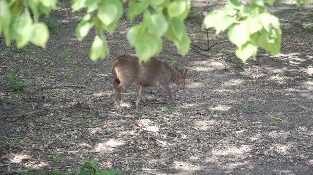 Reeves's muntjac, or Chinese muntjac, is a species of small deer native to southeastern China and Taiwan. These animals were introduced and became established in the UK and Europe. They prefer dense f