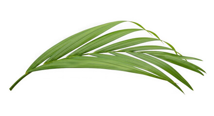 Fototapeta premium Lush Green Palm Leaf On Black Background