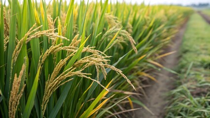 A close up view of a rice paddy field with green stalks and golden grains ready for harvest season