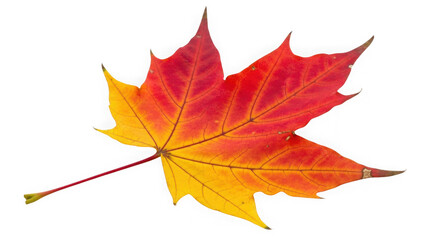 Obraz premium Red And Yellow Maple Leaf On Black