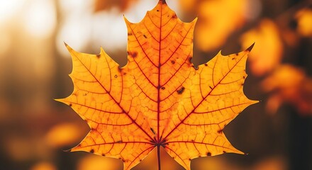 Fototapeta premium Autumn Maple Leaf Close Up.