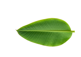 Vibrant green banana leaf, subtle veins, perfectly flat on a transparent background with generous negative space, soft studio lighting, concept of natural purity and organic simplicity