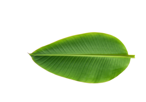 Vibrant green banana leaf, subtle veins, perfectly flat on a transparent background with generous negative space, soft studio lighting, concept of natural purity and organic simplicity