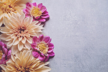 Beautiful fresh colorful cream and purple dahlia flowers in full bloom on gray background, top down view. Fall blossoms. Copy space for text.