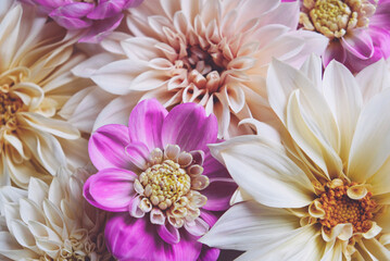 Many beautiful fresh colorful cream and purple dahlia flowers in full bloom, top down view. Fall blossoms. Floral texture for background.