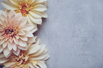 Beautiful fresh cream Cafe au Lait dahlia flowers in full bloom on gray background, top down view. Fall blossoms. Copy space for text.
