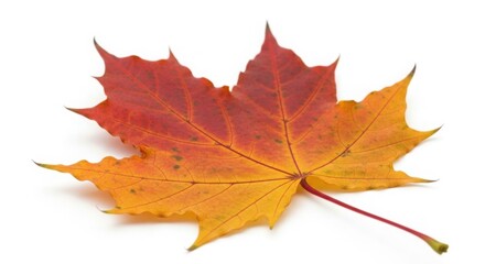 Obraz premium Red And Orange Maple Leaf On White