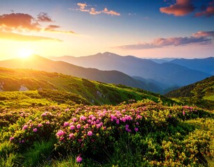 Mountain sunset over blooming rhododendrons