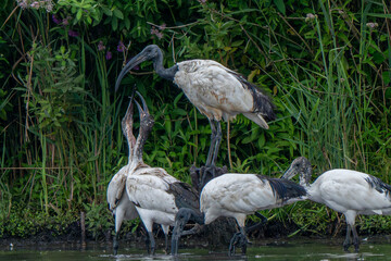 Riserva Naturale di Ostiglia Mantova lombardia italia 