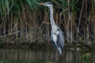 Riserva Naturale di Ostiglia Mantova lombardia italia 