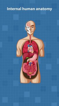 Step-by-Step Labeling of Internal Human Anatomy Diagram