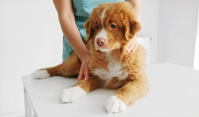 Puppy Toller Retriever dog in vet clinic