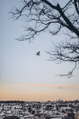 A lone bird soars over the snow-covered rooftops of Tromsø, Norway, with a bare tree branch in the foreground and a soft, pastel-colored winter sky above.