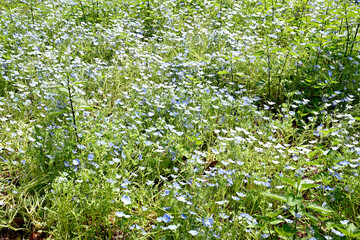 神戸布引ハーブ園