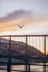 A bird flies over a fence with a beautiful sunset in the background