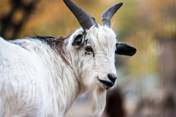 Beautiful Young Goat On An Outdoor Farm