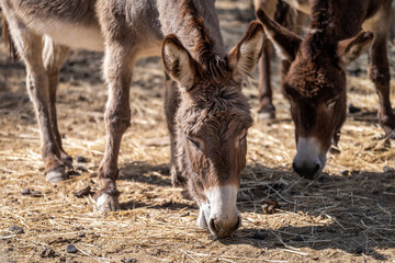 Les deux ânes dans une ferme