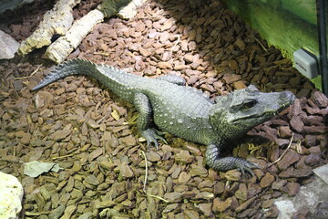 High-angle shot of a small caiman or crocodile resting on a bed of dark brown wood chips and bark in an enclosure, illuminated by a spotlight.