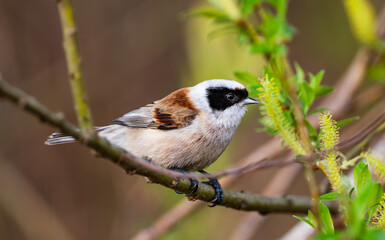 Little Bird Remiz Sitting On A Branch