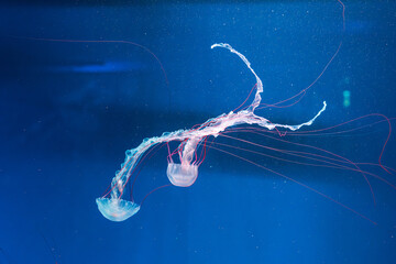 underwater photography jellyfish Purple striped jelly. Chrysaora colorata