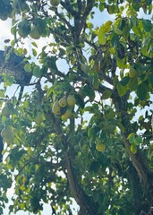 Ripe Pears Hanging on Tree Branches – Autumn Orchard Abundance.