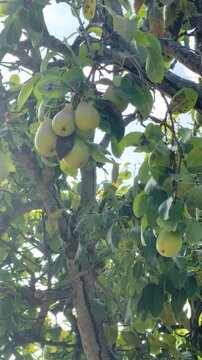 Ripe Pears Hanging on Tree Branches &ndash; Autumn Orchard Abundance.