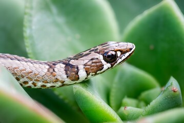 Fototapeta premium Snake close-up with detailed scales and succulent leaves.