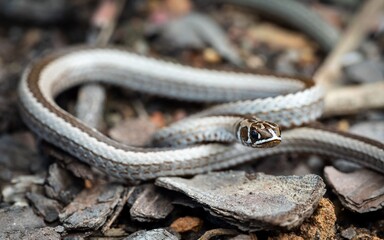 Obraz premium Close-up of a snake on rocky ground.