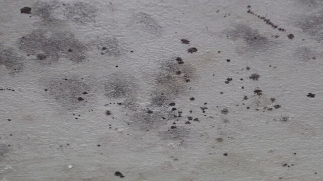 fungus on the ceiling, white ceiling covered with mold fungus, poor ventilation of the room, flooding of the apartment