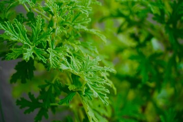 Textured Citronella Leaf in Natural Light – Herbal Close-Up.
