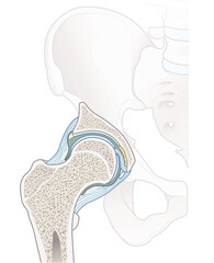 Hip Anatomy. Cross-Section of the Hip Joint. Medical illustration
