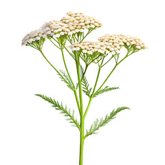 yarrow flower isolated on transparent background