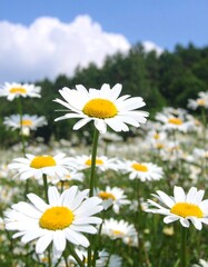 A field of vibrant white daisies with yellow centers under a clear blue sky and fluffy white clouds.