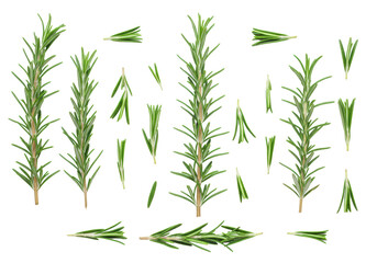 Obraz premium Pristine vibrant green rosemary sprigs and leaves artfully arranged flat lay on a clean transparent studio background with negative space, soft lighting, sharp focus, concept of culinary freshness