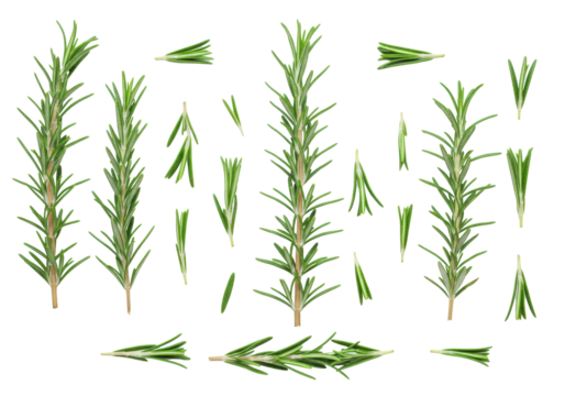Pristine vibrant green rosemary sprigs and leaves artfully arranged flat lay on a clean transparent studio background with negative space, soft lighting, sharp focus, concept of culinary freshness