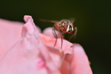 Fly on Pink Rose Petal Close-Up