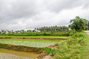 Traditional manual rice cultivation in rural India