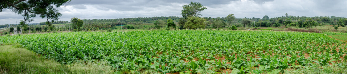 Tobecco plantation in Doraranahalli, Mysore, India