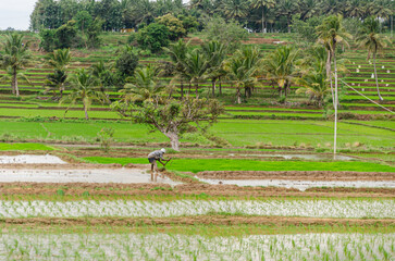 Traditional manual rice cultivation in rural India