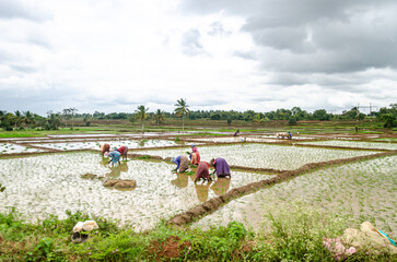 Traditional manual rice cultivation in rural India